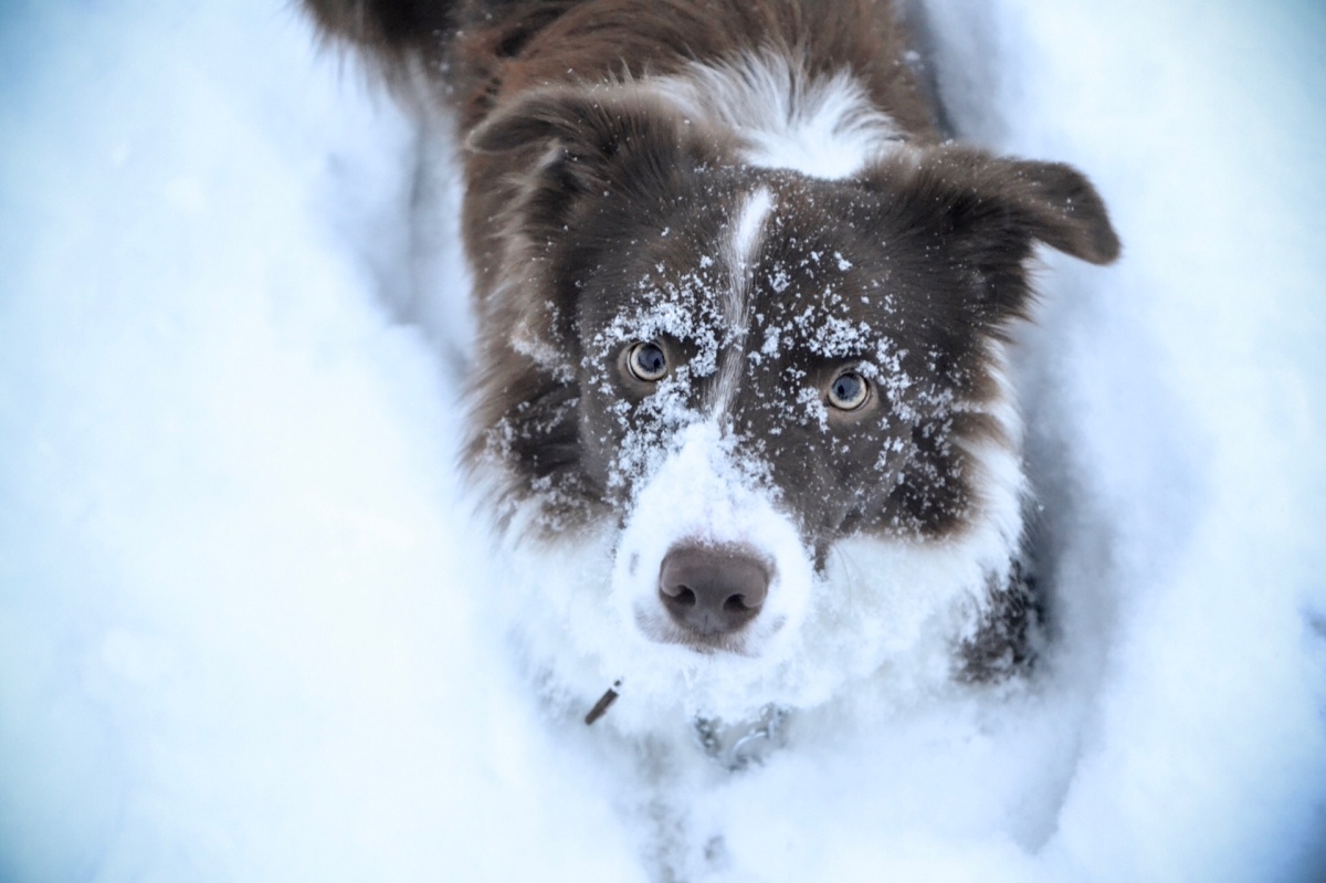 Urlaubsfotos mit Hund im Schnee